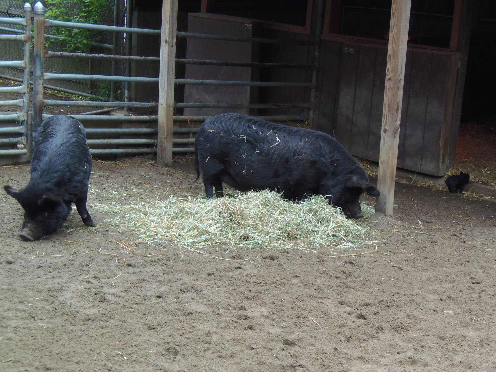 New England Farmyard- Guinea Hog Mothers