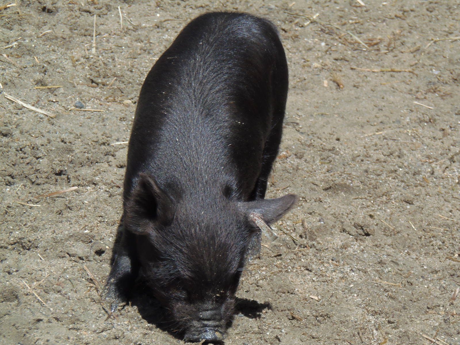 New England Farmyard- Guinea Hog Piglet