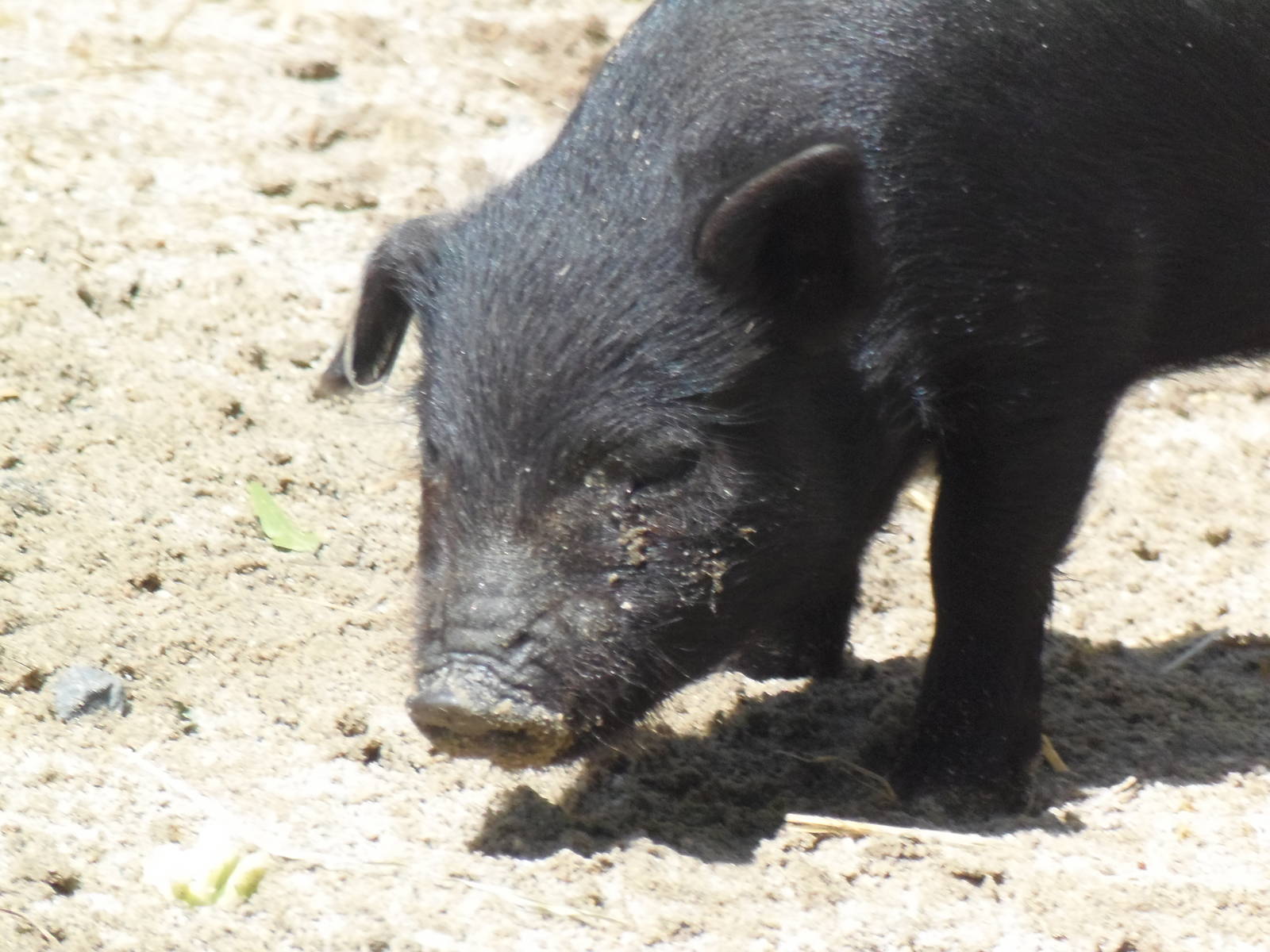 New England Farmyard- Guinea Hog Piglet