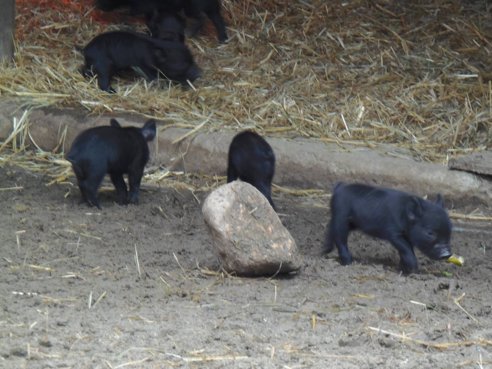 New England Farmyard- Guinea Hog Piglets