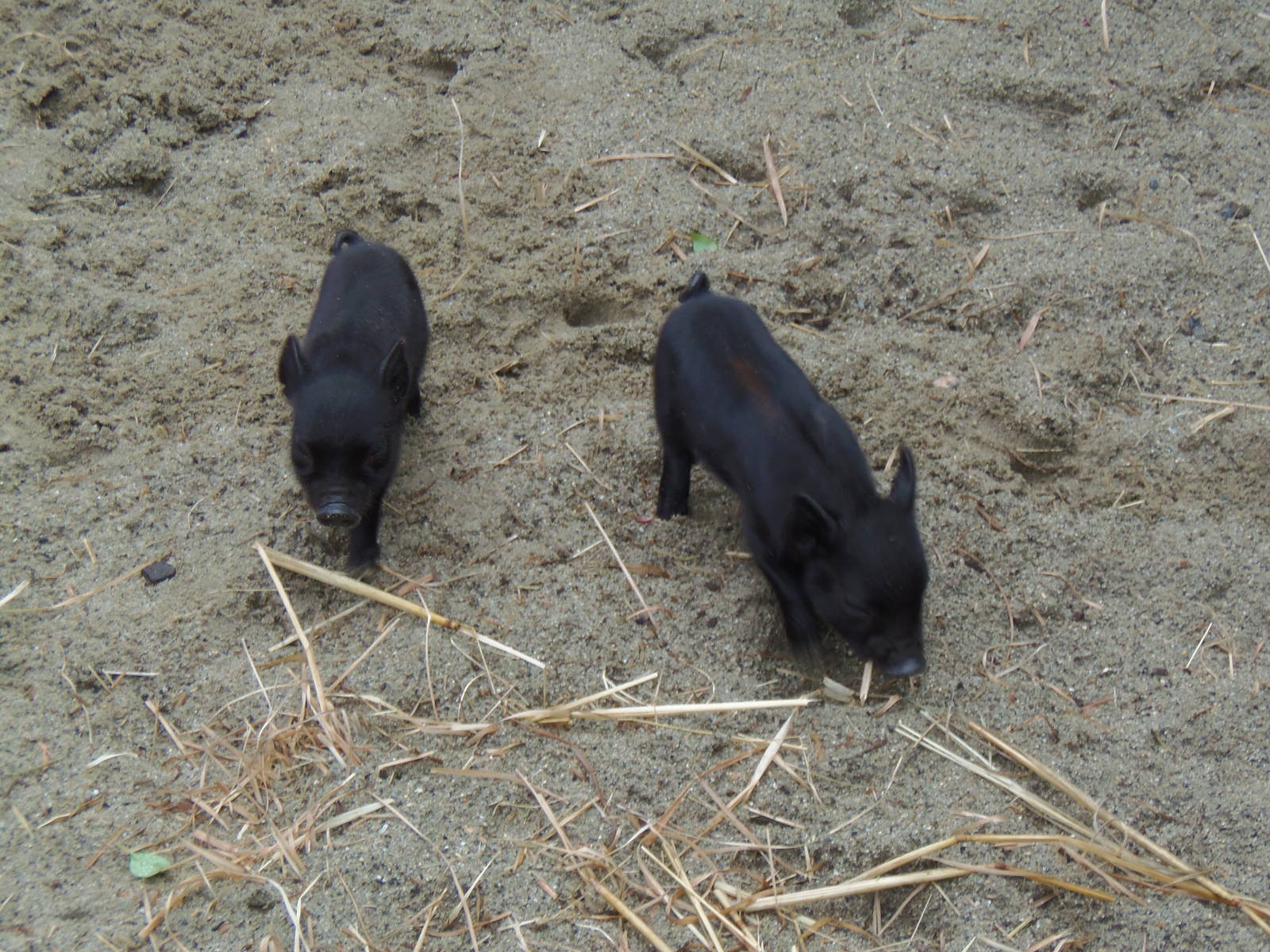 New England Farmyard- Guinea Hog Piglets