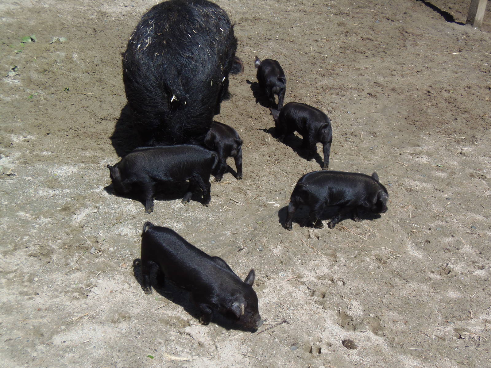 New England Farmyard- Guinea Hog Piglets