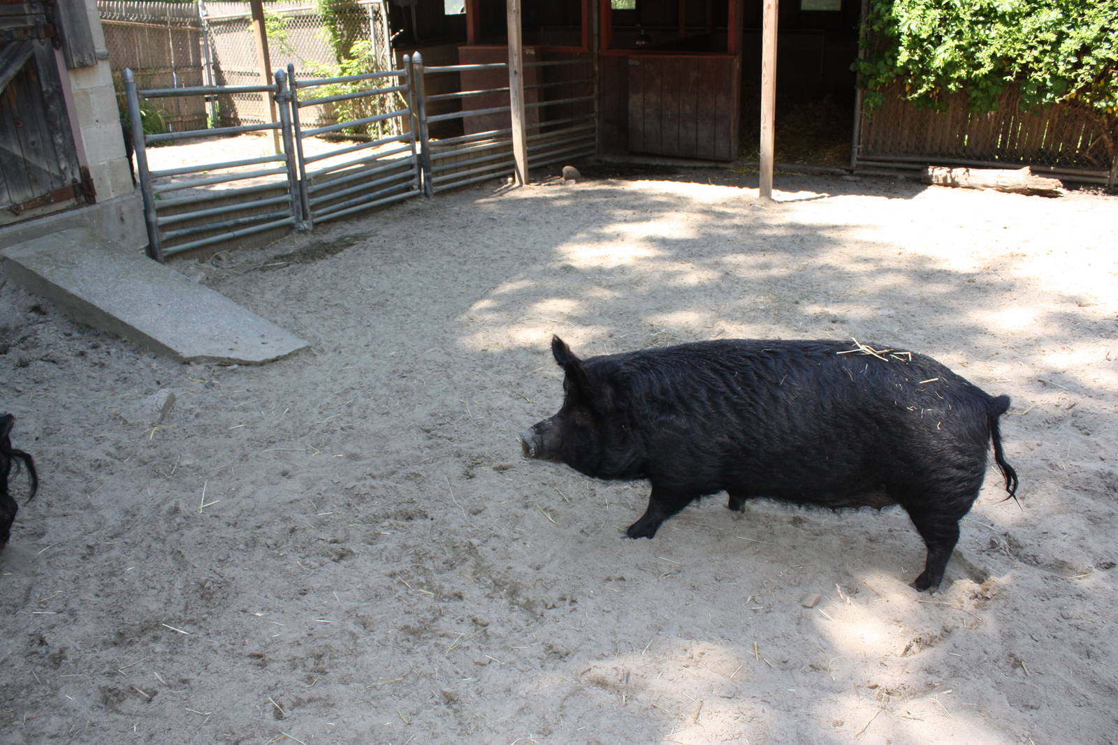 New England Farmyard- Guinea Hog