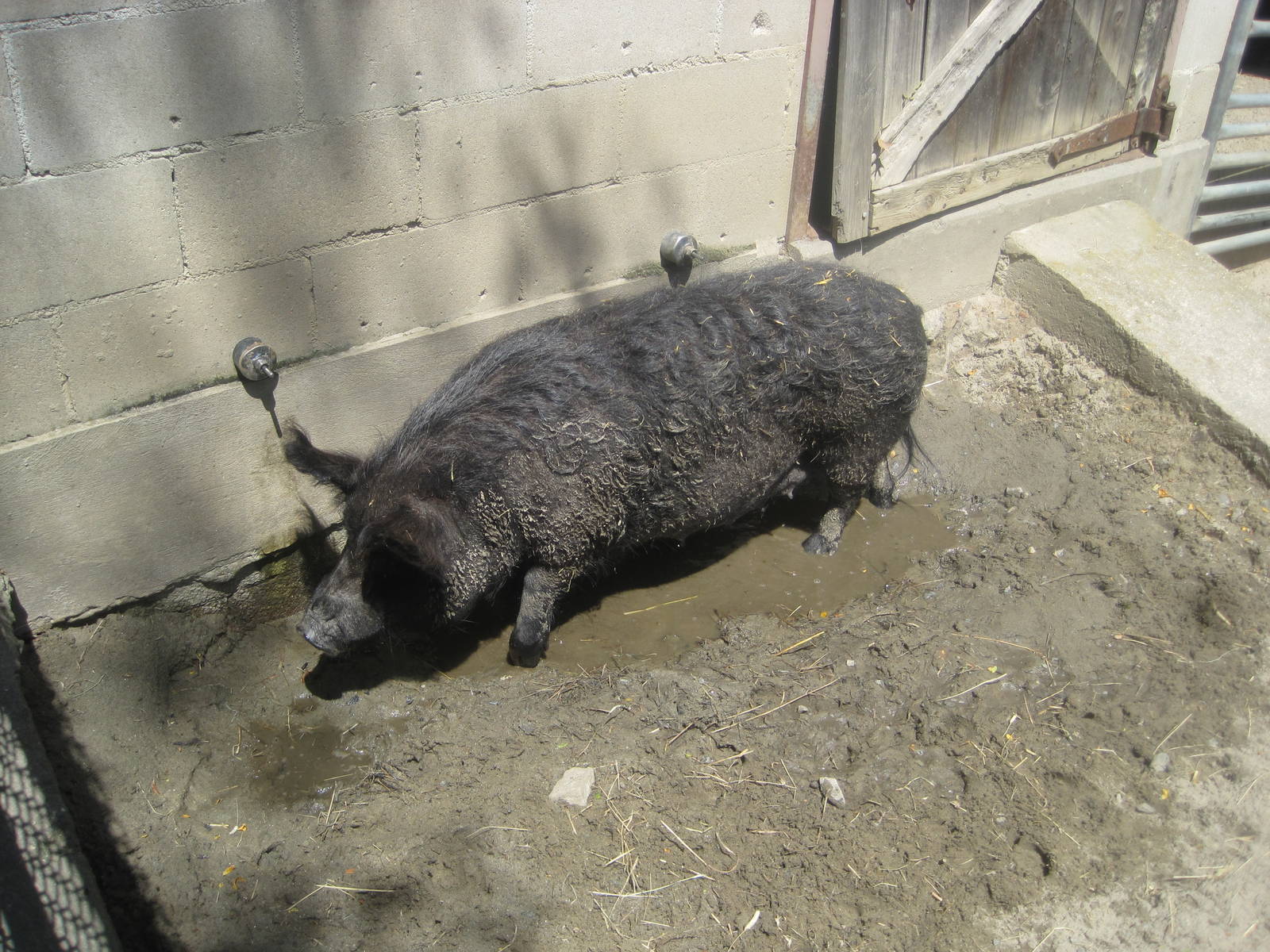 New England Farmyard- Guinea Hog