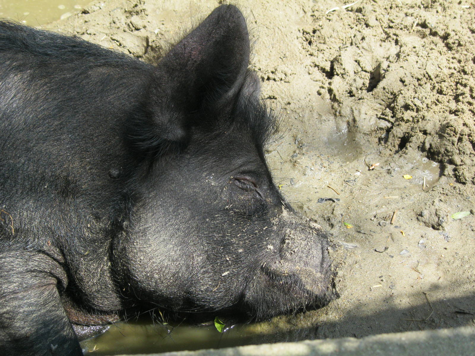 New England Farmyard- Guinea Hog