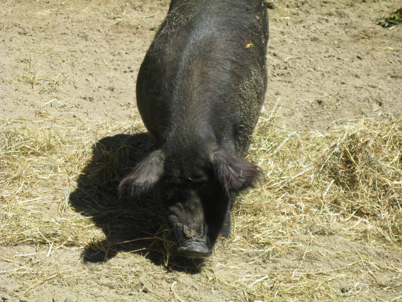 New England Farmyard- Guinea Hog