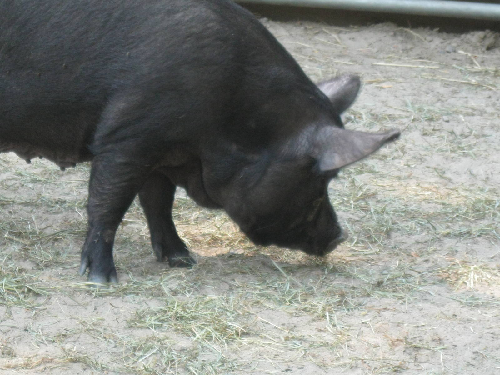 New England Farmyard- Guinea Hog