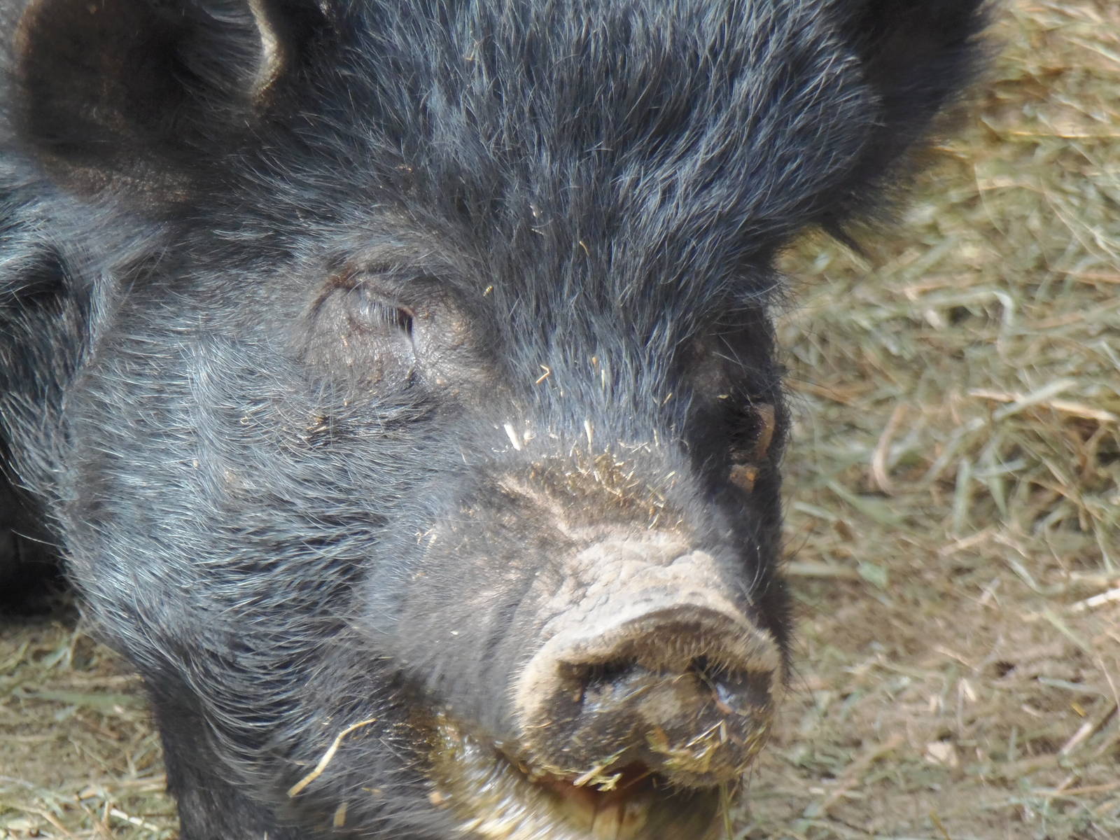New England Farmyard- Guinea Hog
