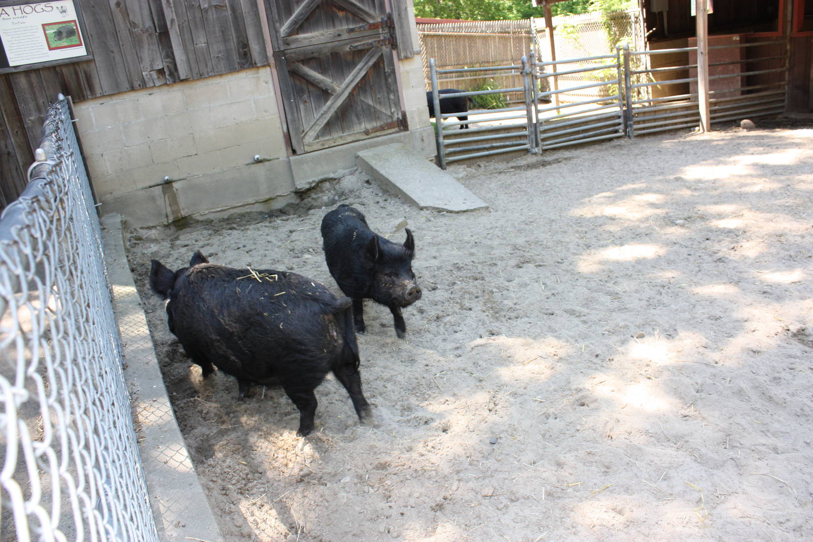 New England Farmyard- Guinea Hogs