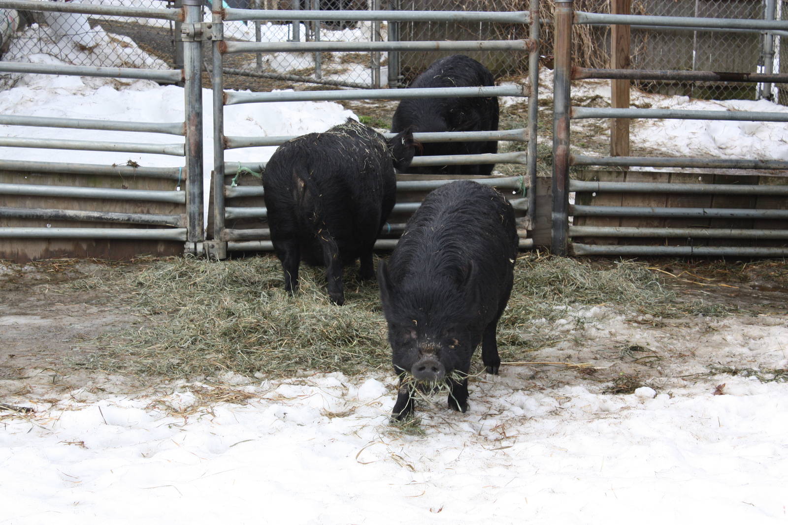 New England Farmyard- Guinea Hogs