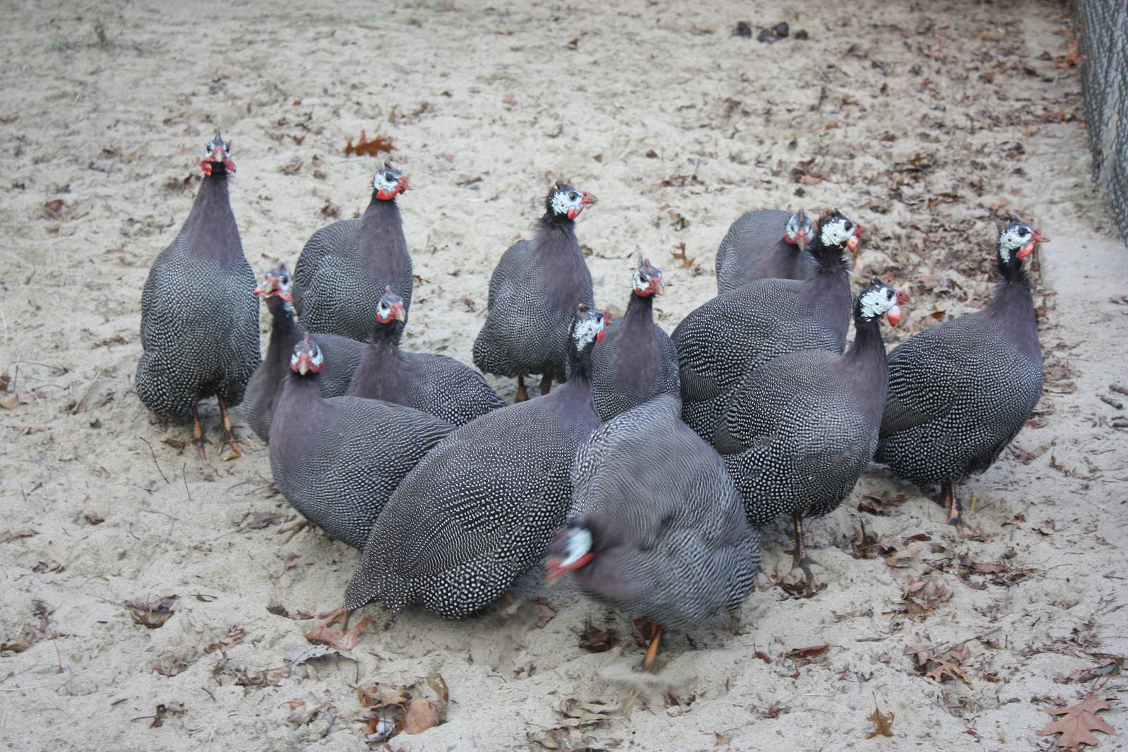 New England Farmyard- Guineafowl Group