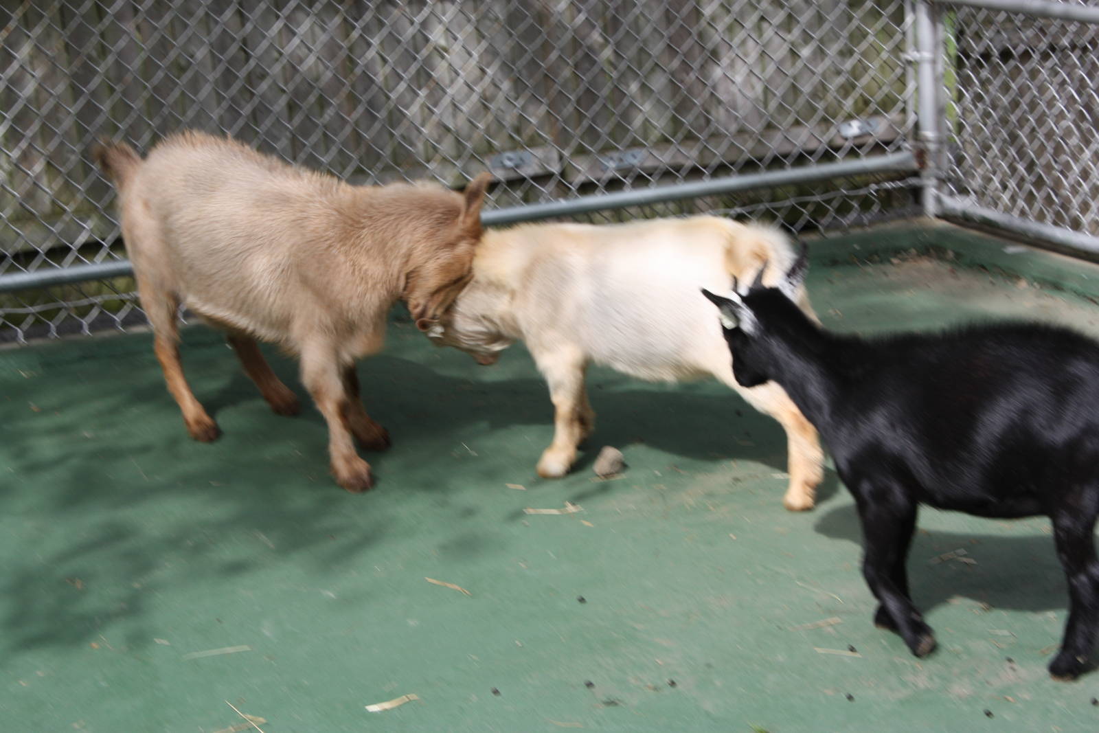 New England Farmyard- Head-Butting