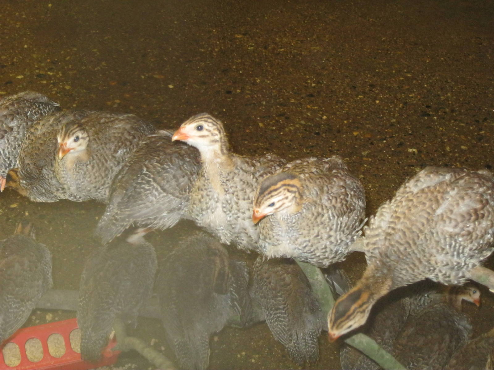 New England Farmyard- Helmeted Guineafowl Chicks