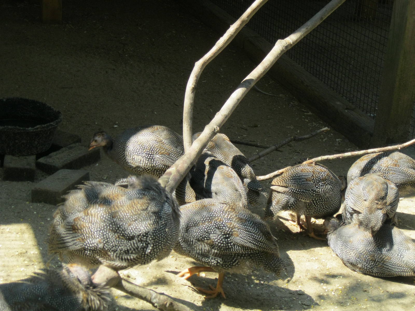 New England Farmyard- Helmeted Guineafowl Chicks