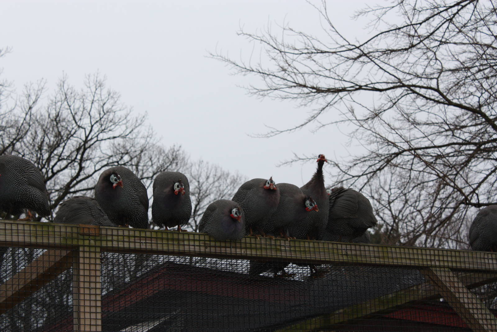 New England Farmyard- Helmeted Guineafowl