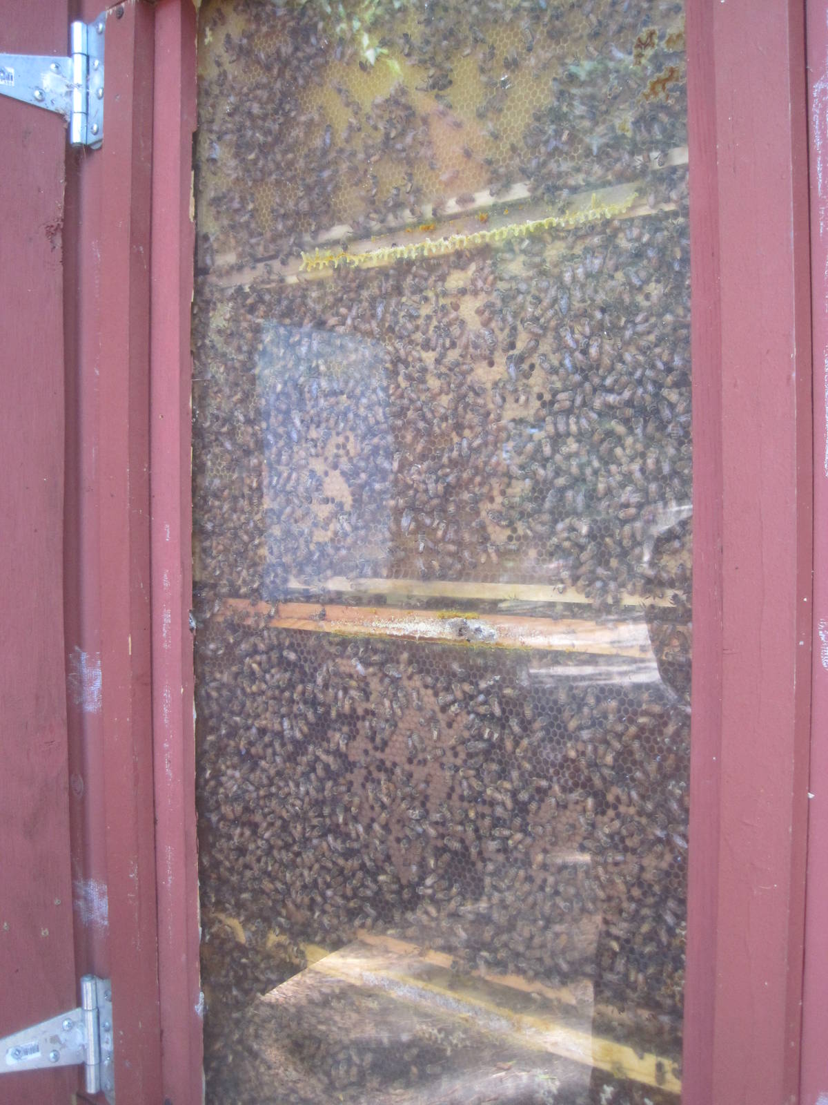 New England Farmyard- Honeybees