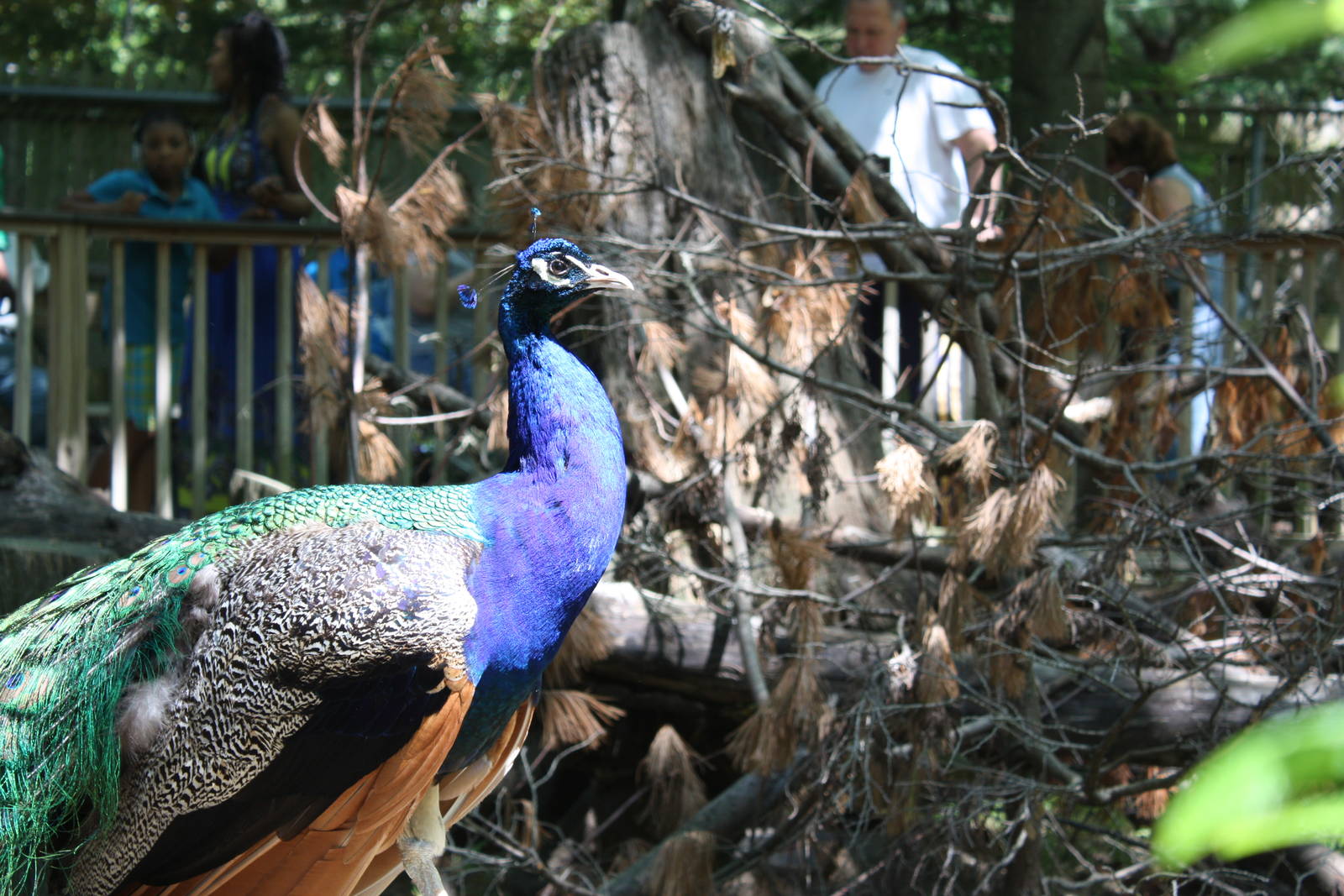 New England Farmyard- Indian Peafowl