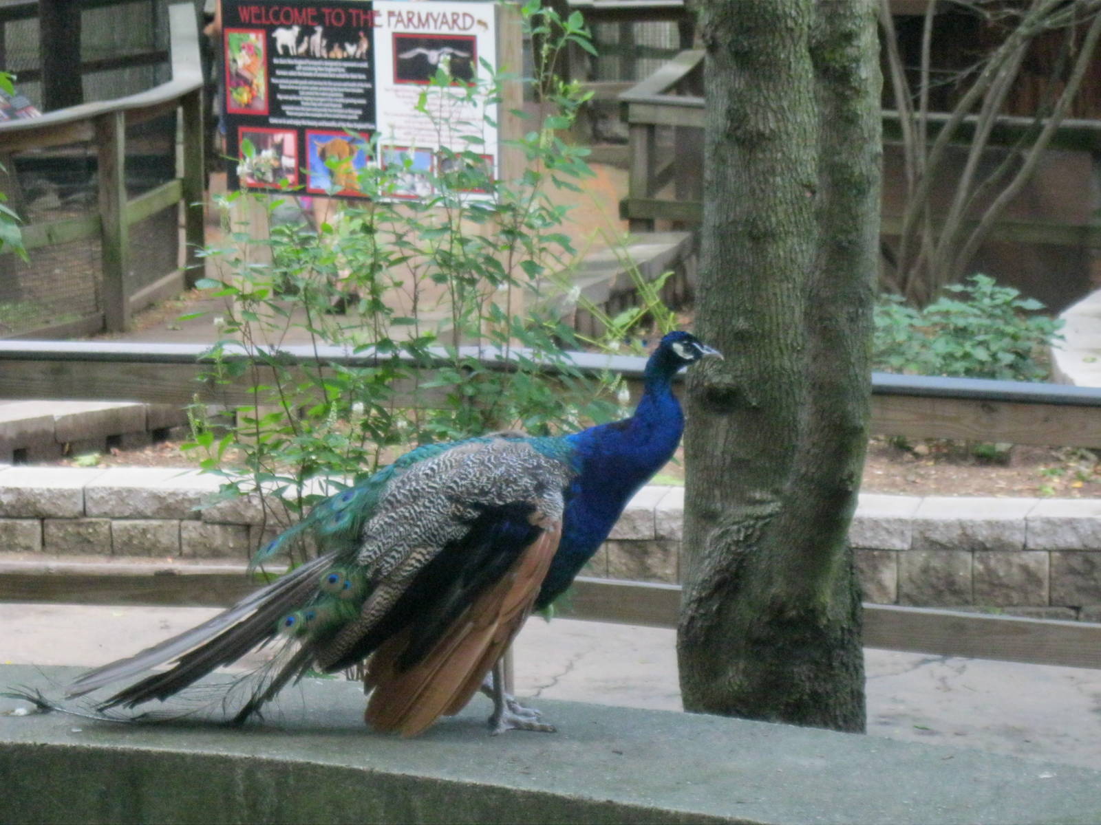 New England Farmyard- Indian Peafowl