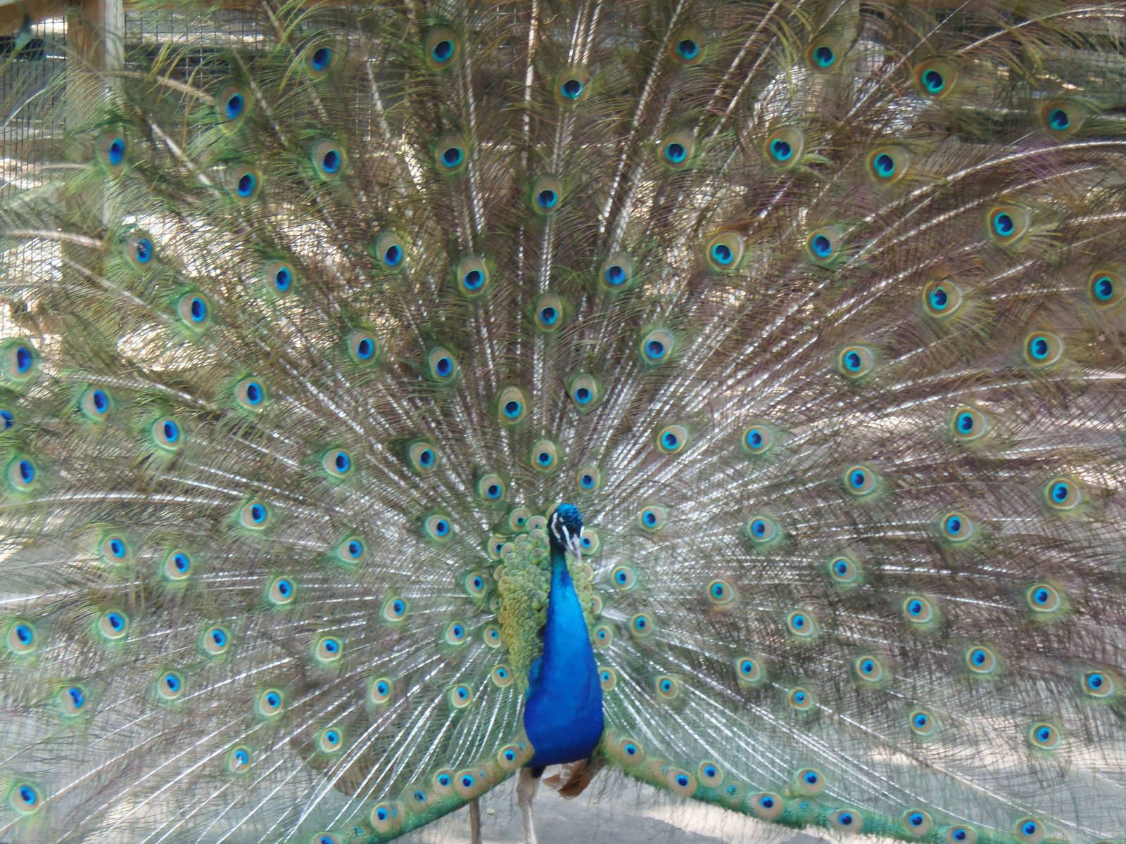 New England Farmyard- Indian Peafowl
