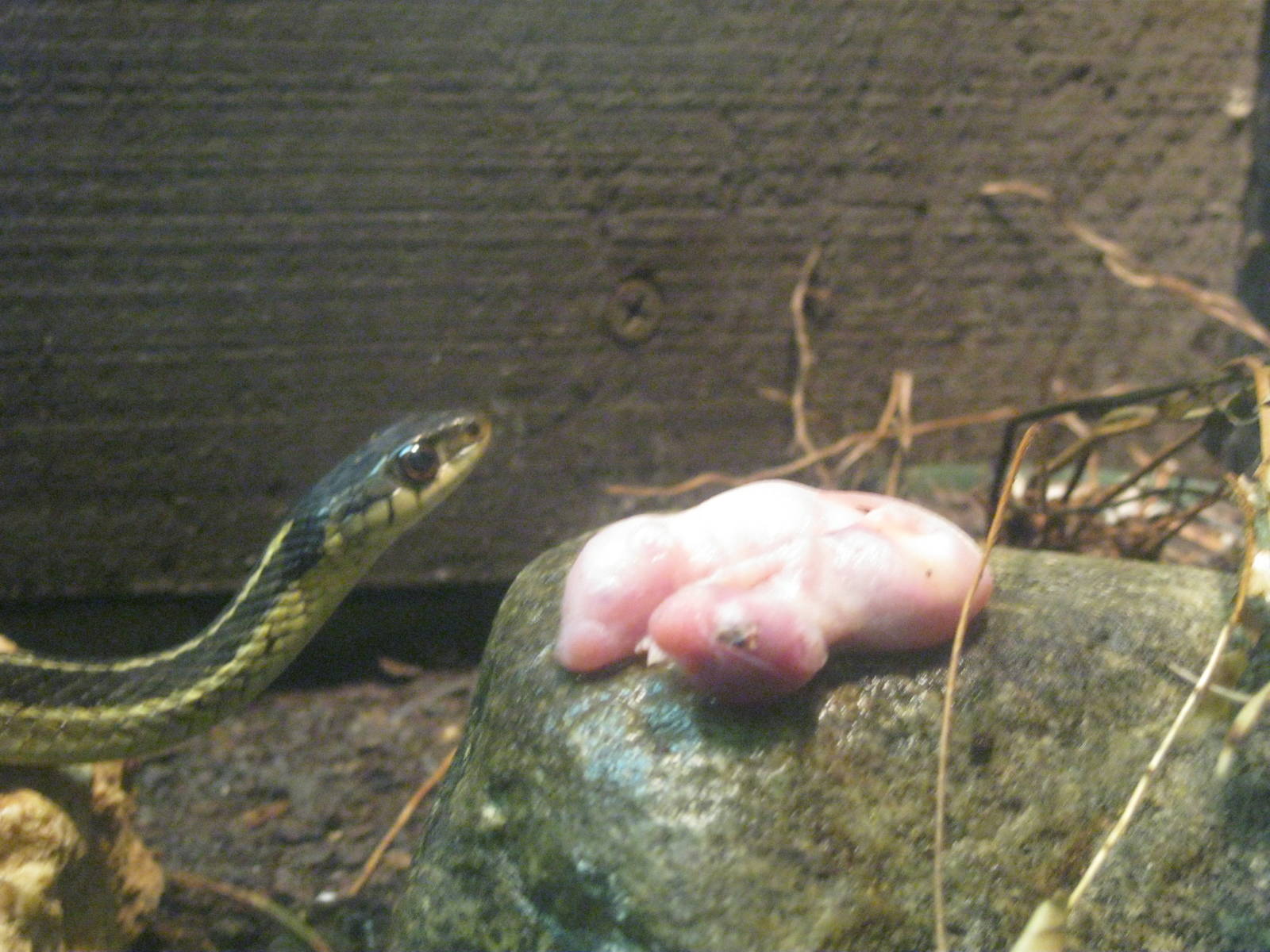 New England Farmyard- Lunchtime!