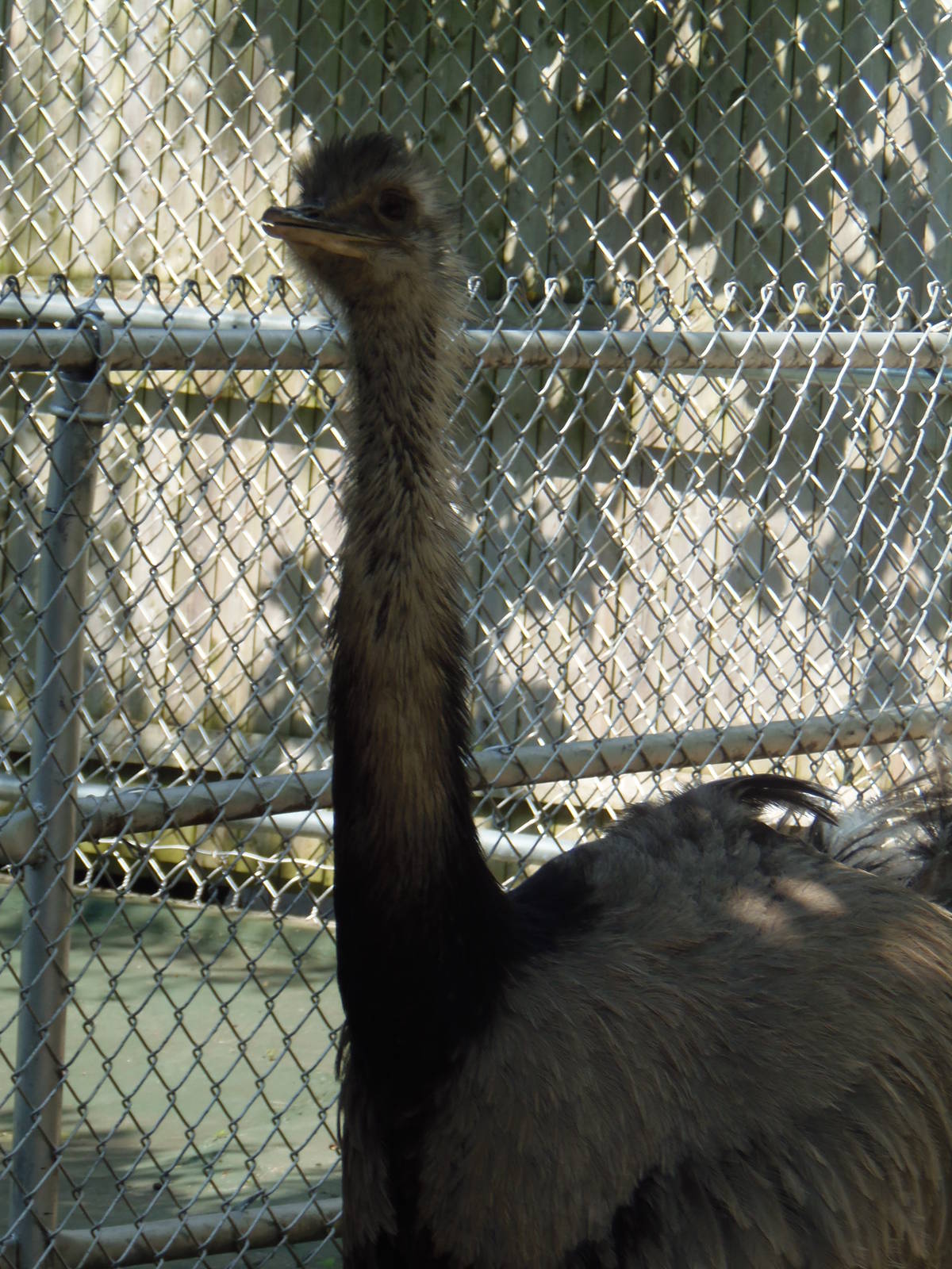 New England Farmyard- Male Greater Rhea
