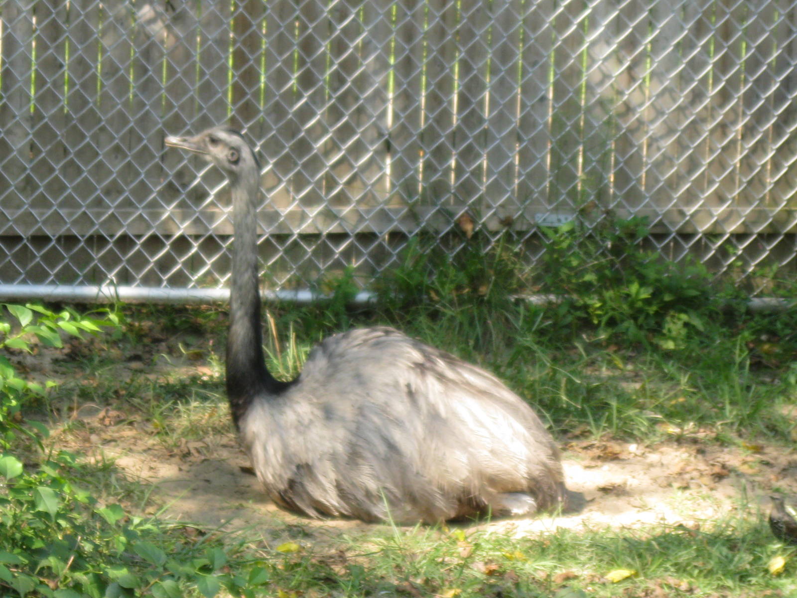 New England Farmyard- Male Rhea