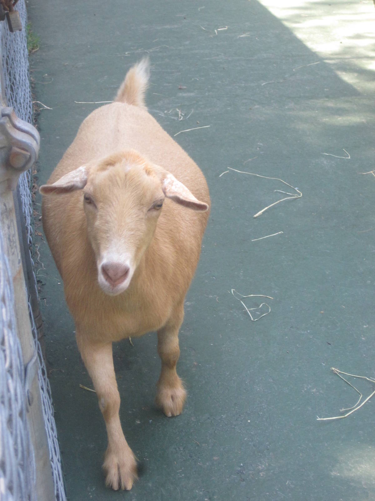 New England Farmyard- Mini-Nubian Goat?