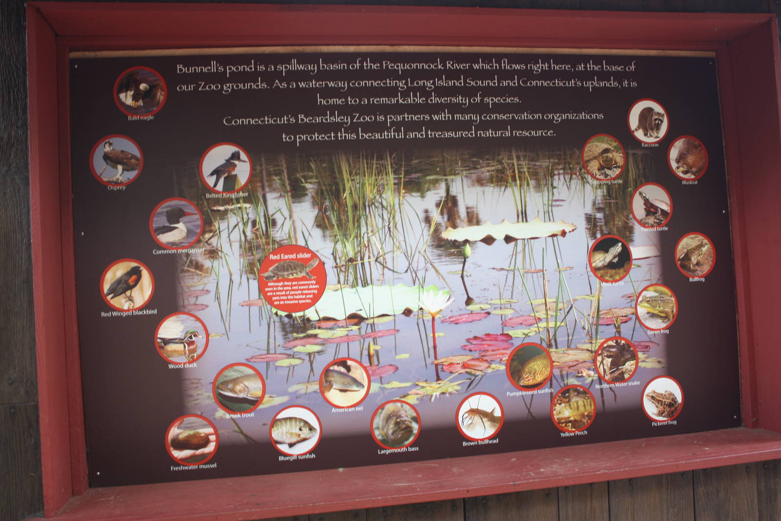 New England Farmyard- New Bunnell's Pond Signage