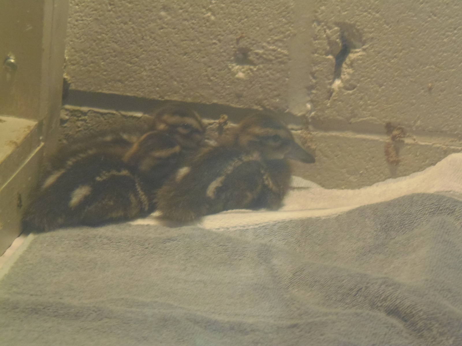 New England Farmyard- New Ducklings