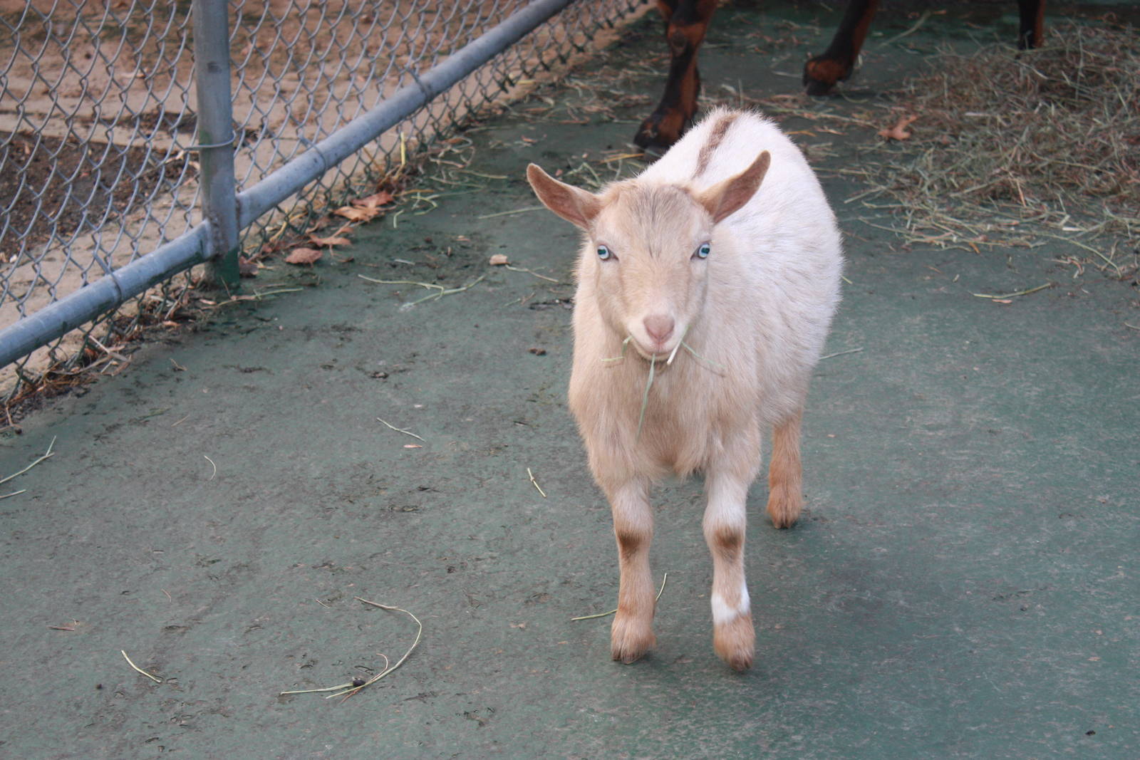 New England Farmyard- New Goat Kid