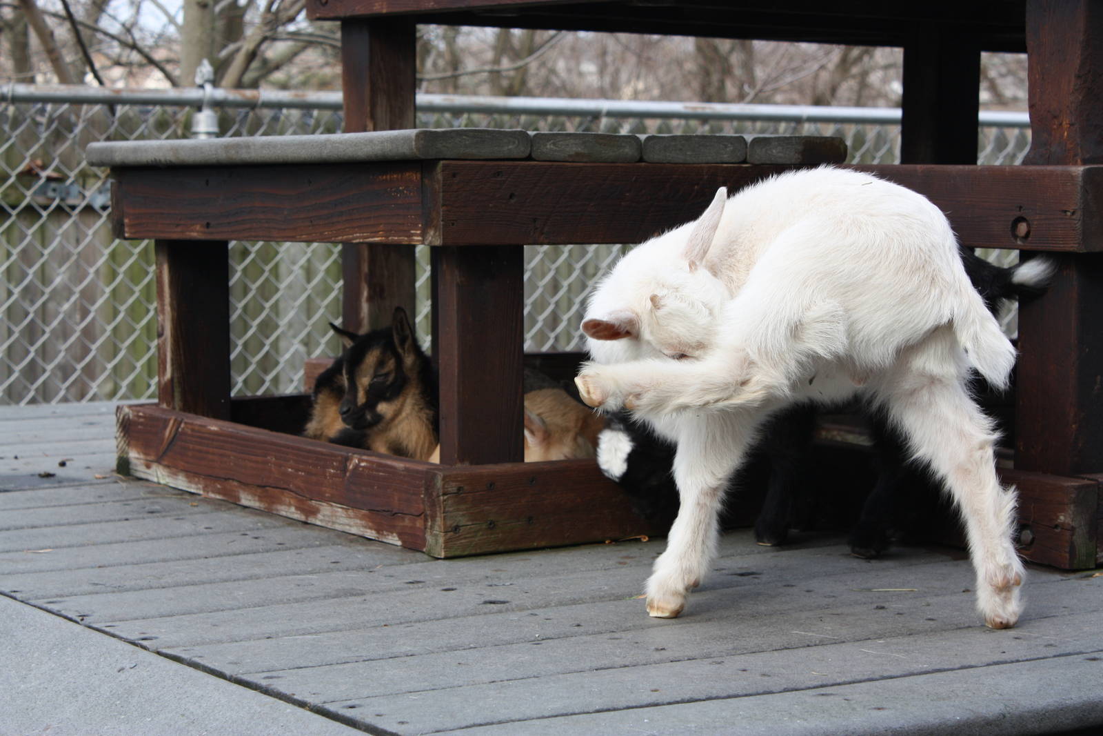 New England Farmyard- New Goat Kids
