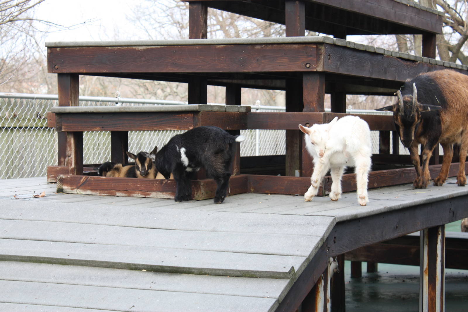 New England Farmyard- New Goat Kids