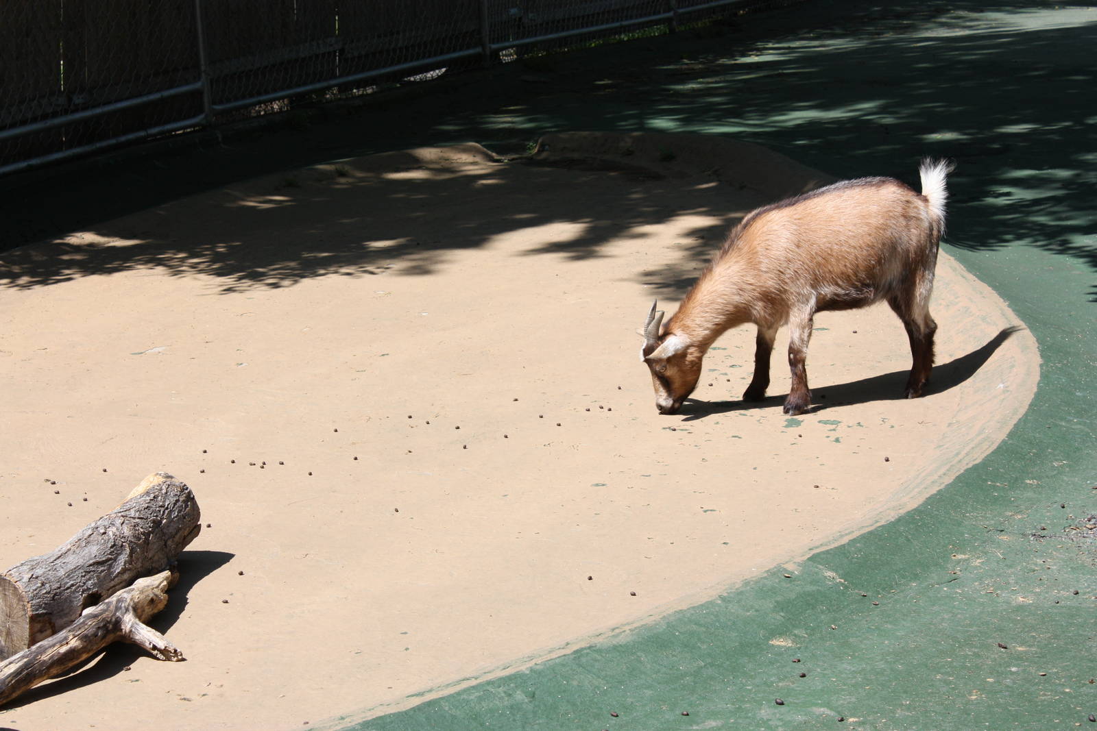 New England Farmyard- New Goat