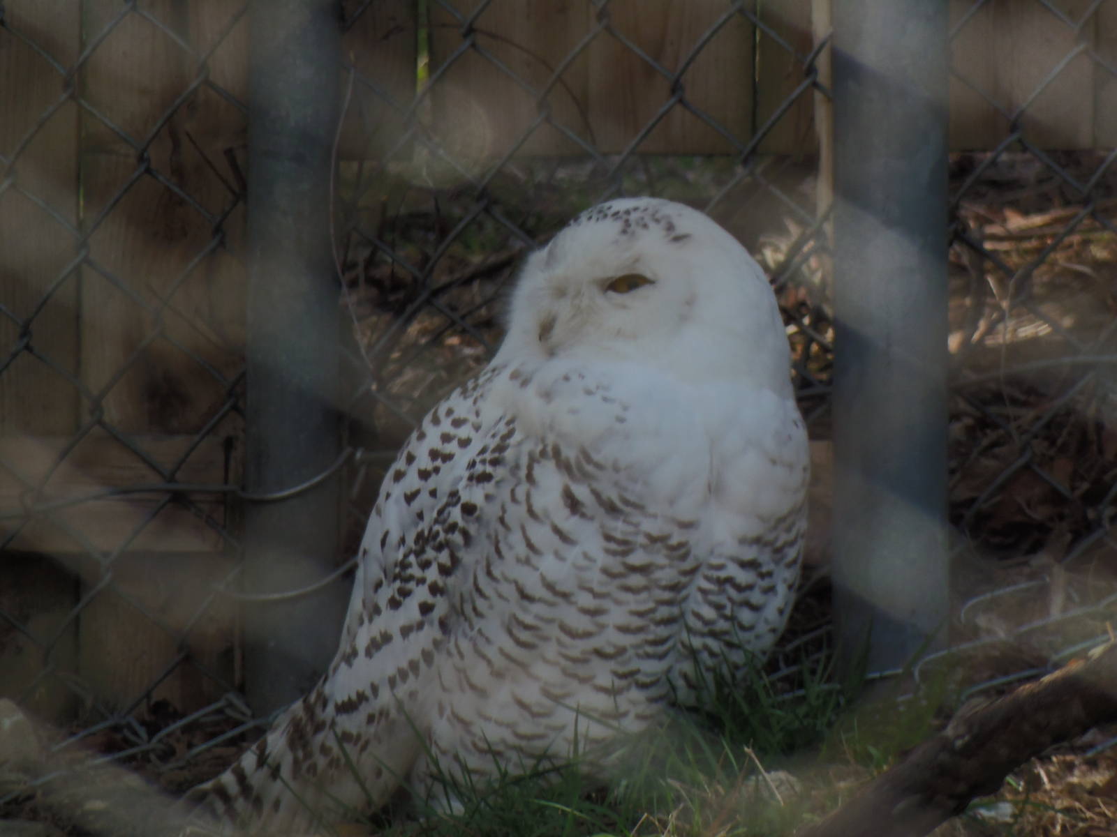 New England Farmyard- New Male Snowy Owl