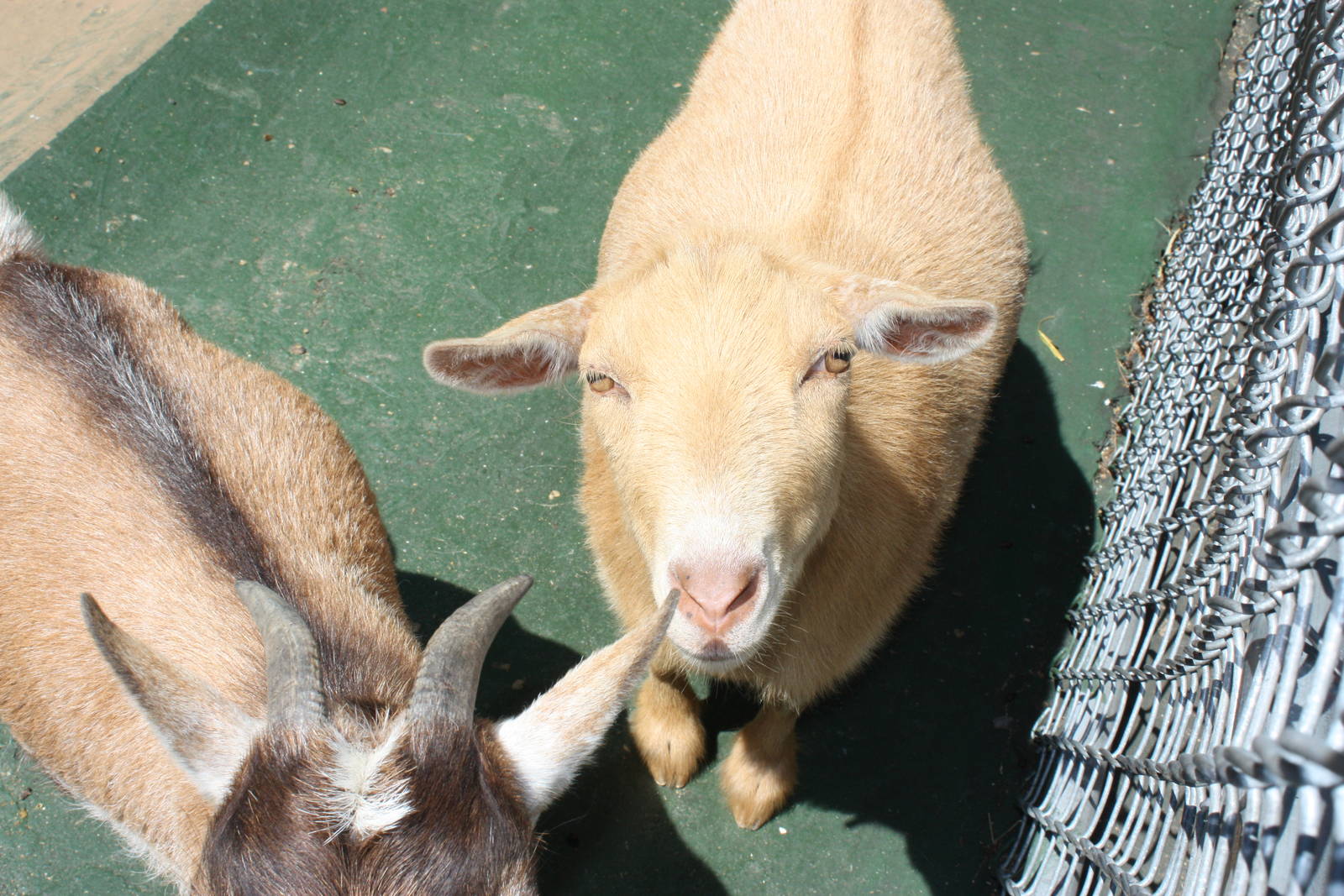 New England Farmyard- New Nigerian Dwarf Goat 2