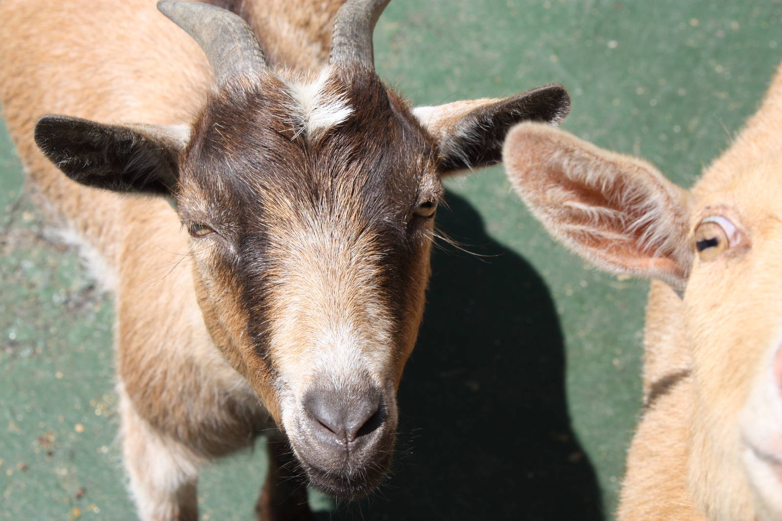 New England Farmyard- New Nigerian Dwarf Goat
