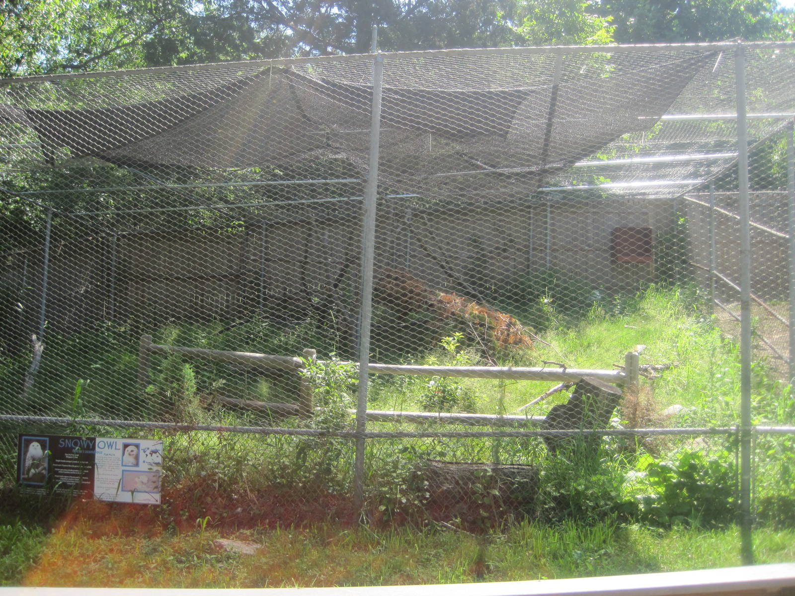 New England Farmyard- New Snowy Owl Exhibit