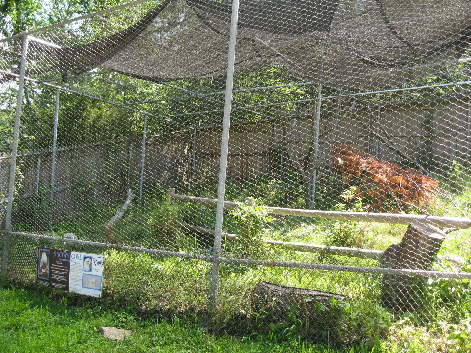 New England Farmyard- New Snowy Owl Exhibit