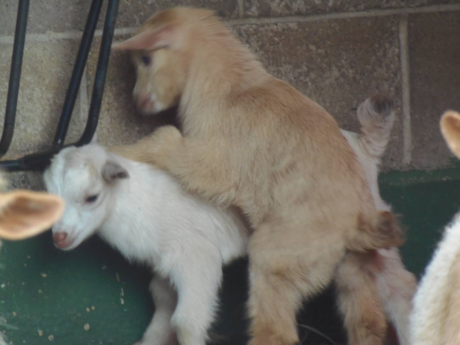 New England Farmyard- Newest Goat Kids