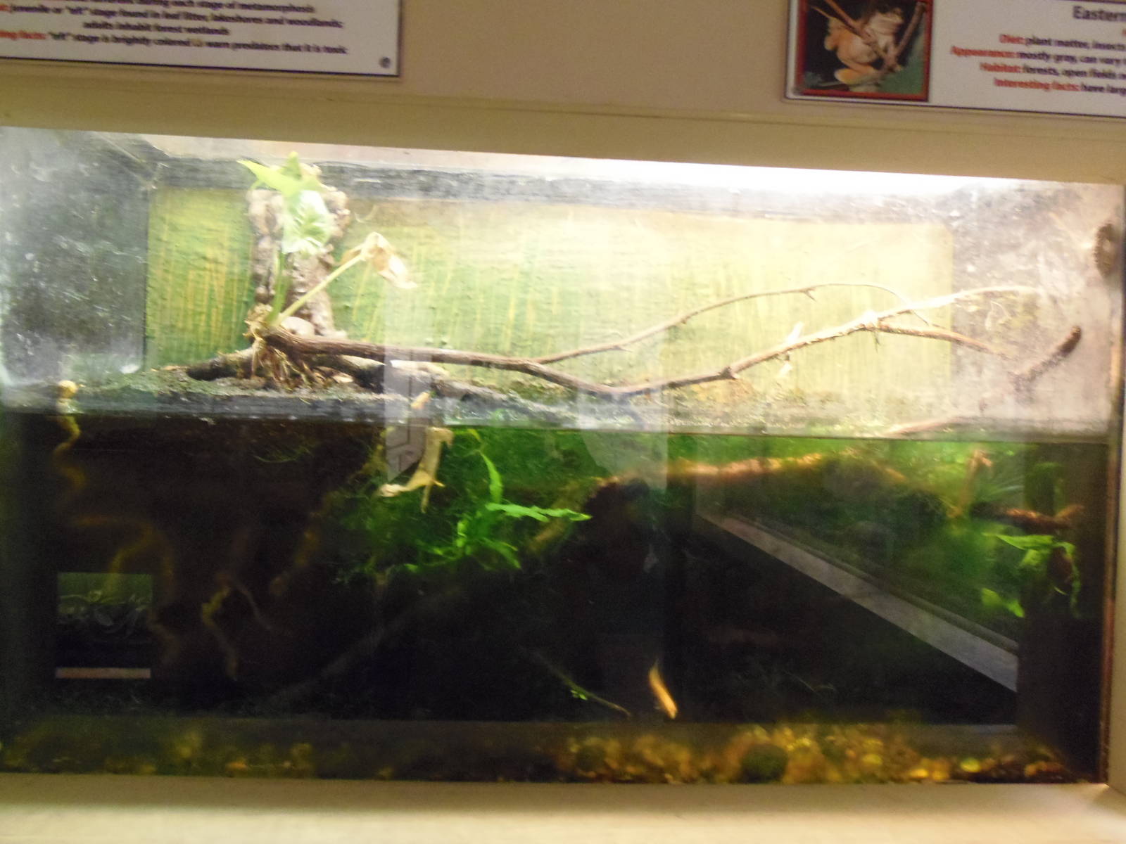 New England Farmyard- Newt/Treefrog Exhibit