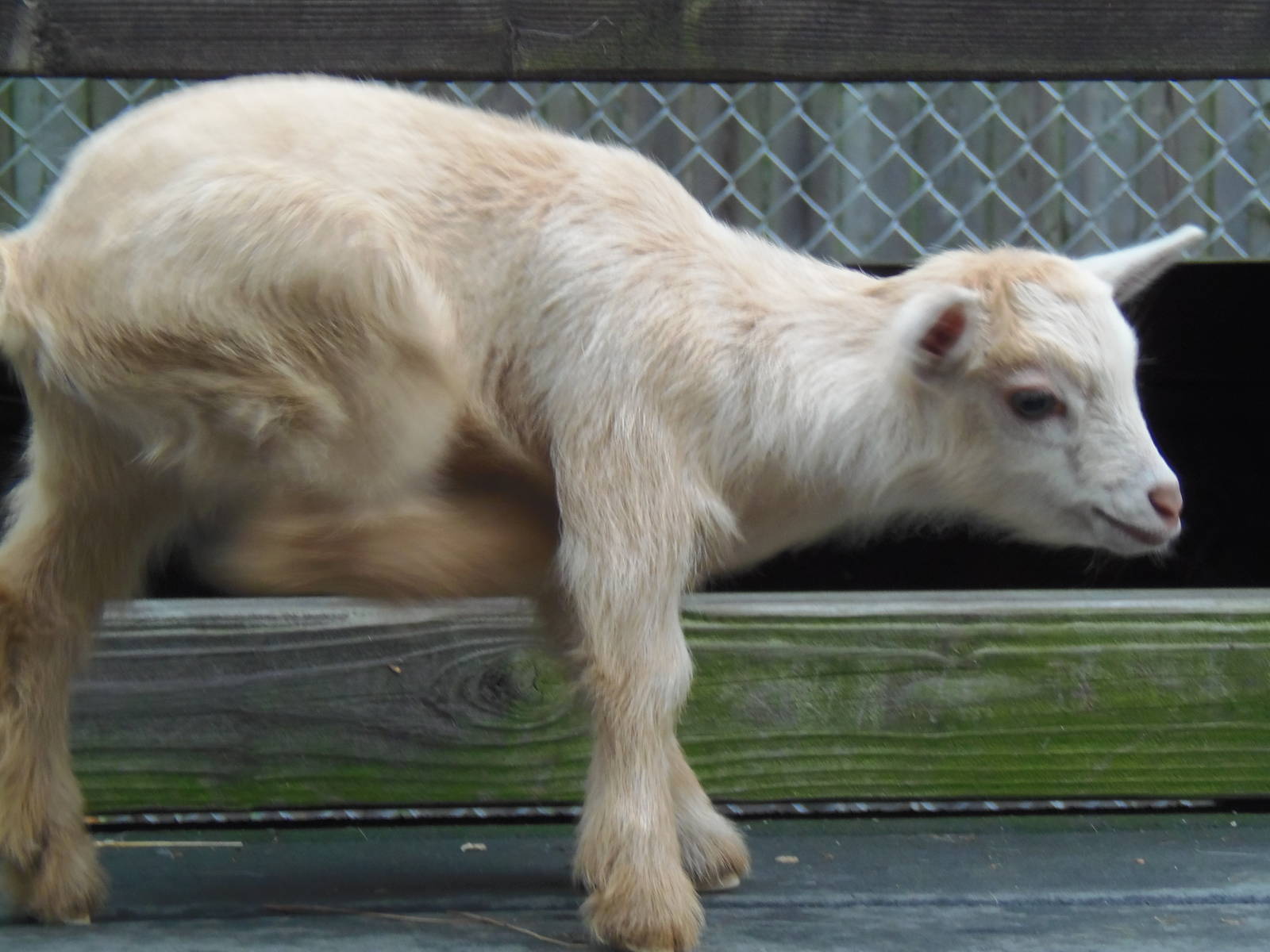 New England Farmyard- Nigerian Dwarf Goat Kid