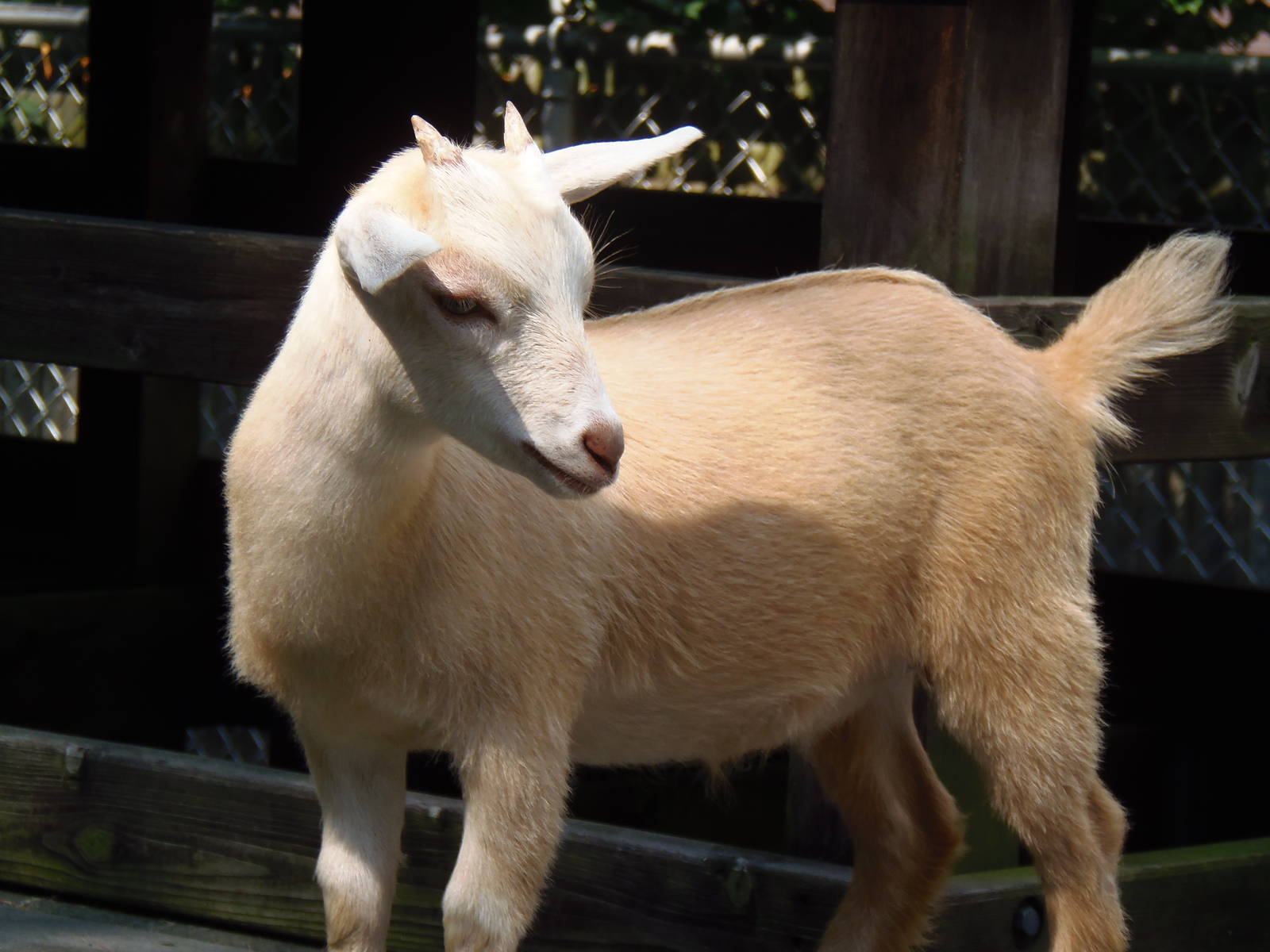 New England Farmyard- Nigerian Dwarf Goat Kid