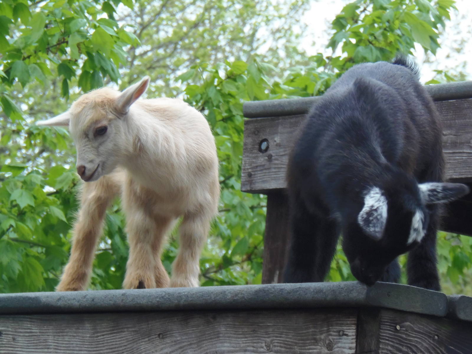 New England Farmyard- Nigerian Dwarf Goat Kids