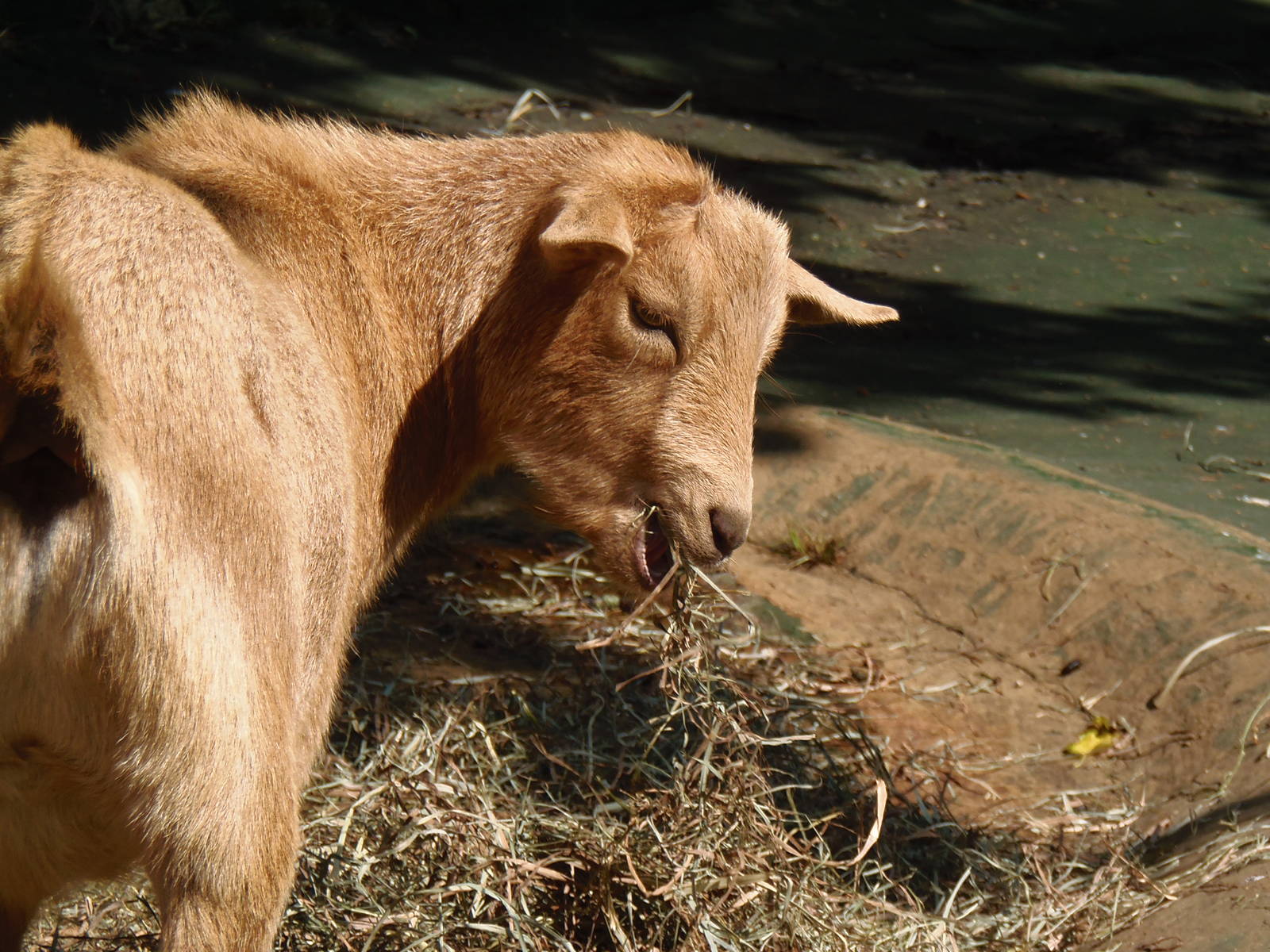 New England Farmyard- Nigerian Dwarf Goat