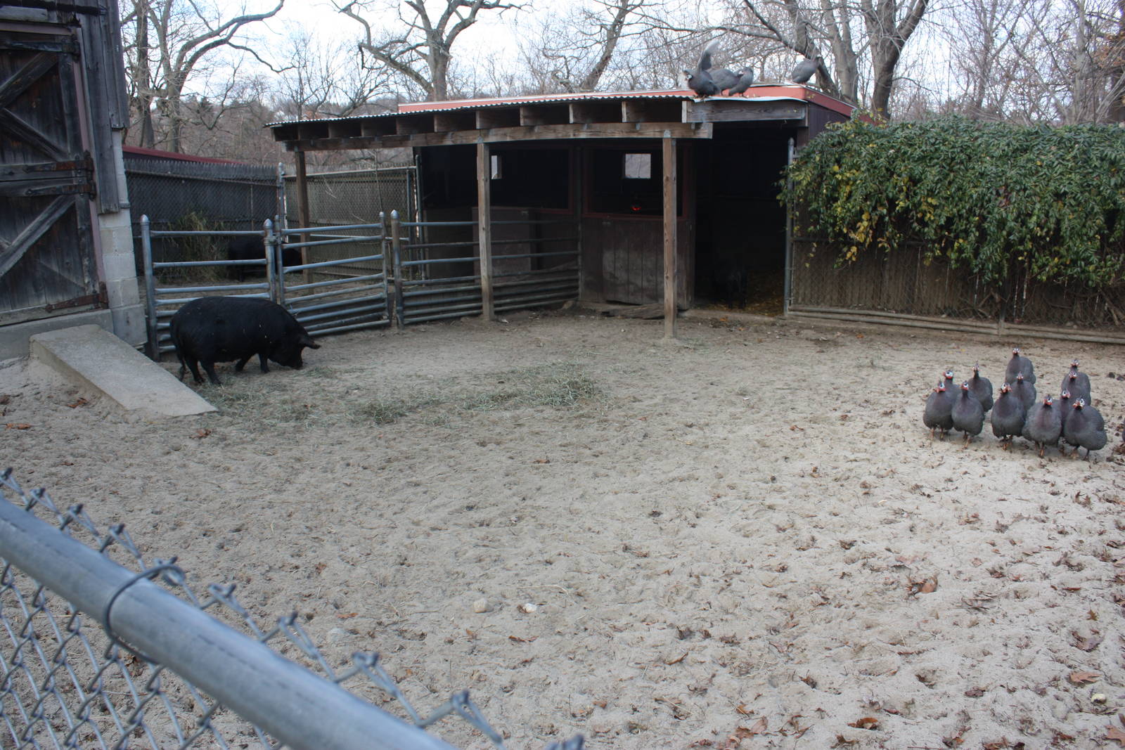 New England Farmyard- Noisy Neighbors