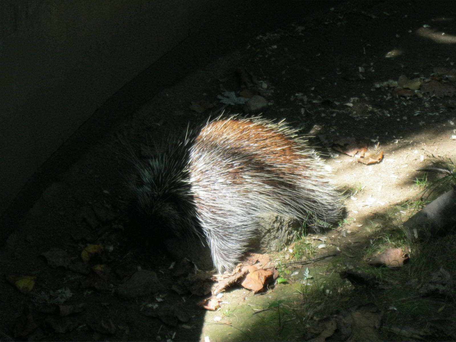 New England Farmyard- North American Porcupine