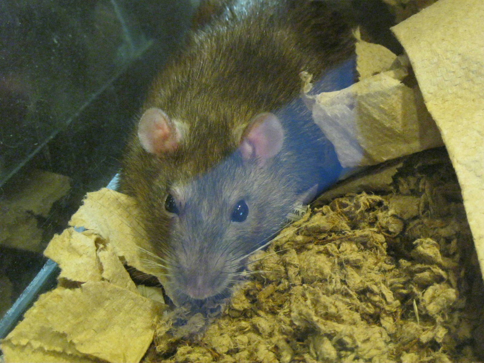 New England Farmyard- Norway Rat