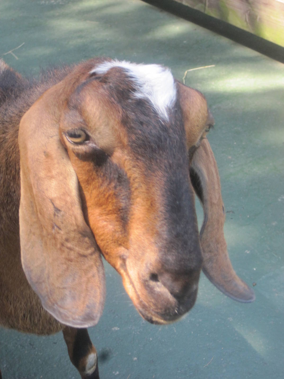 New England Farmyard- Nubian Goat