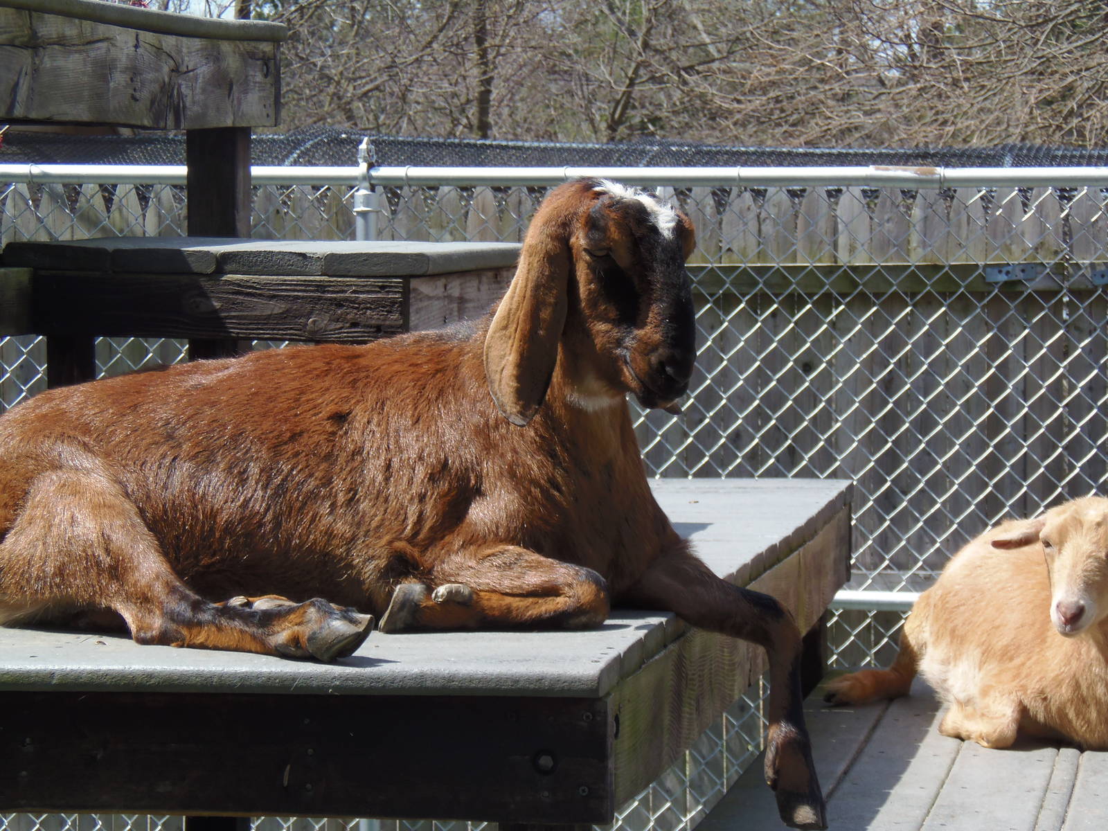 New England Farmyard- Nubian Goat