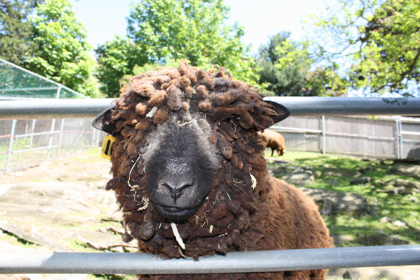 New England Farmyard- Oh Hello Mr. Sheep